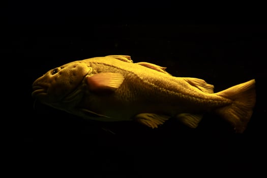 Atlantic cod fish underwater photo