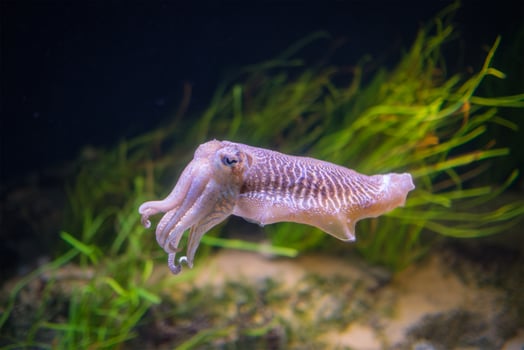 The Common European Cuttlefish Sepia Offcinalis underwater photo