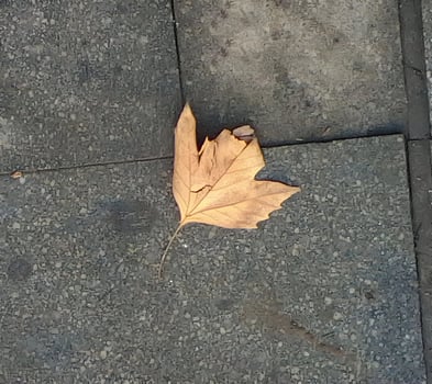 yellow leaf on the ground photo