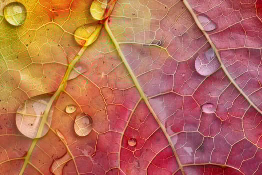 Close-Up of Raindrops on Gradient Leaf Veins photo