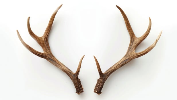 A pair of deer antlers on white background photo
