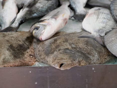 flatfish Fish Market fresh fish Aveiro Portugal photo