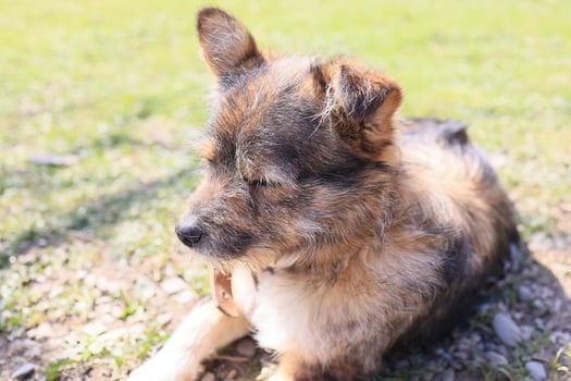 A dog is laying on the grass with its head down photo