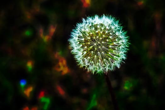 Common dandelion Taraxacum officinale in a meadow against a dark background photo