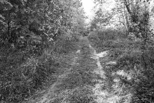 Photography on theme beautiful footpath in wild foliage woodland photo