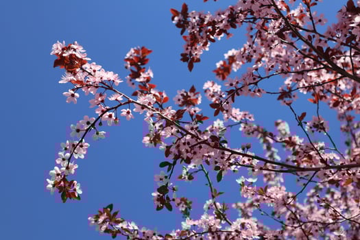 Blooming branches of tree close up. Spring wallpaper. photo