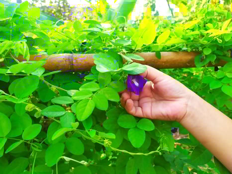 Asian girl's hand pick purple flower to make healthy tea, keep fresh pea flower to make tea, clitoria ternatea or butterfly pea flower on green background. In Indonesia, it is known as Bunga Telang photo