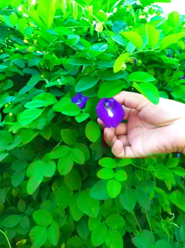 Asian girl's hand pick purple flower to make healthy tea, keep fresh pea flower to make tea, clitoria ternatea or butterfly pea flower on green background. In Indonesia, it is known as Bunga Telang photo