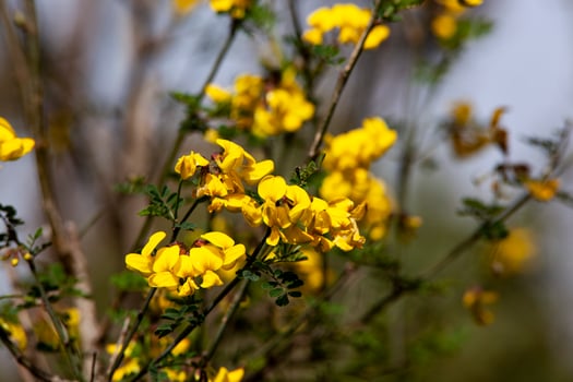 A forsythia bush with yellow flower petals in close-up. A branch with flowers. The plant is yellow in colour. Spring floral texture. Horizontal photo