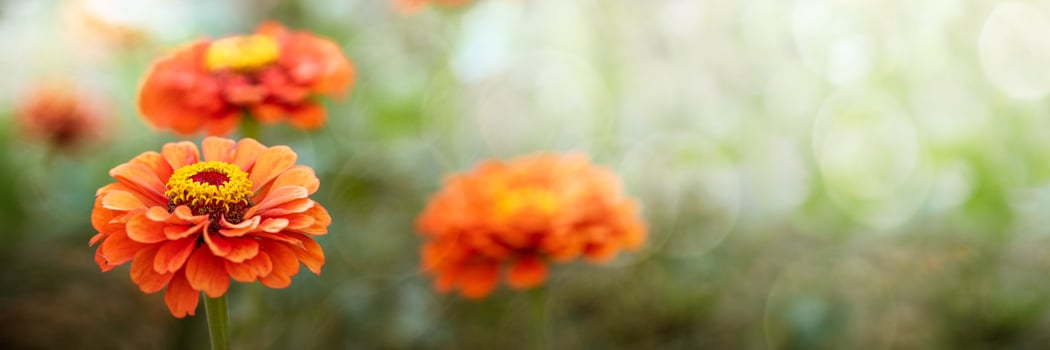 Vivid orange Zinnia flowers with delicate petals on blurred green background with sun glare. Banner photo