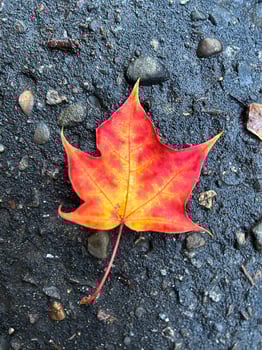 red colorful maple leaf on a gray background photo