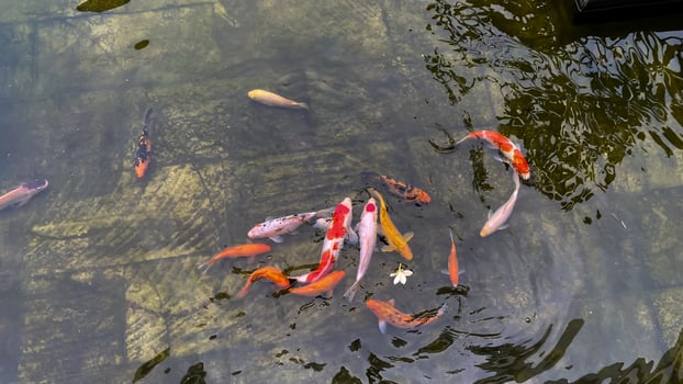 Red japanese koi fish swim in the formal garden serene relaxation photo