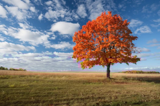 Stunning Orange Autumn Tree in Open Landscape photo