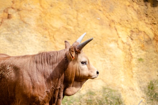 portrait of a barrosa breed calf, traditional cattle breeding in the municipality of Montalegre. North of Portugal. Tras-os-Montes photo