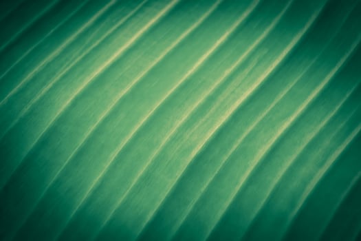 green banana leave detail background photo
