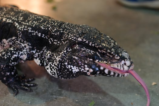 Close-up of a red tegu lizard, Tupinambis rufescens. Reptile, wildlife and animal concept. photo