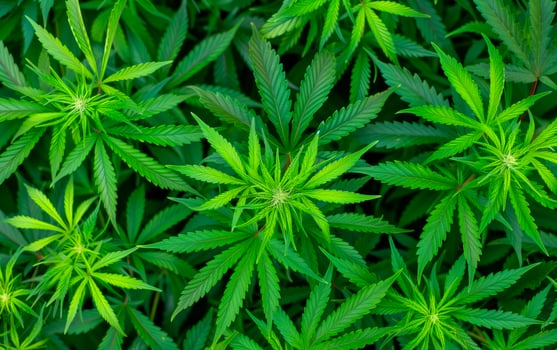Top view photo of marijuana cannabis leafs plant background.