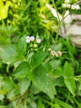 Some of the plants that are beneficial to us in nature are plants such as ukhuntree photo