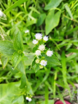Some of the plants that are beneficial to us in nature are plants such as ukhuntree photo