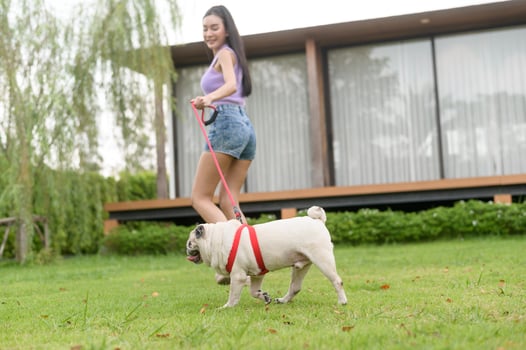 Happy asian woman playing with Cute Smart pug Puppy Dog In the Backyard photo