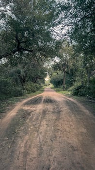 Camino en el Campo 2 photo
