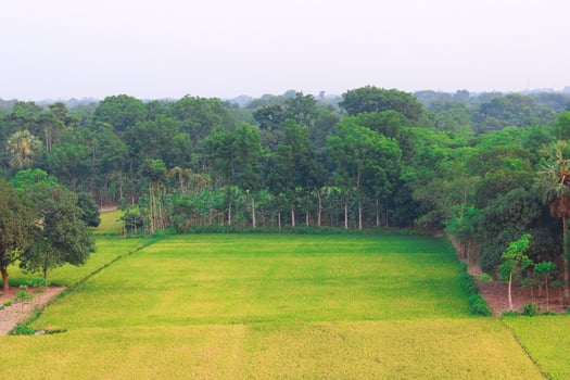 Beautiful green rice field in the morning at Khulna Jashore, Bangladesh photo