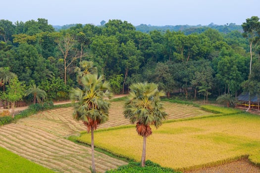 Beautiful green rice field in the morning at Khulna Jashore, Bangladesh photo