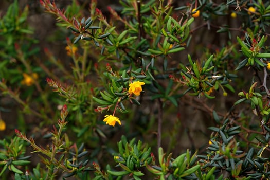 Golden barberry evergreen shrub photo
