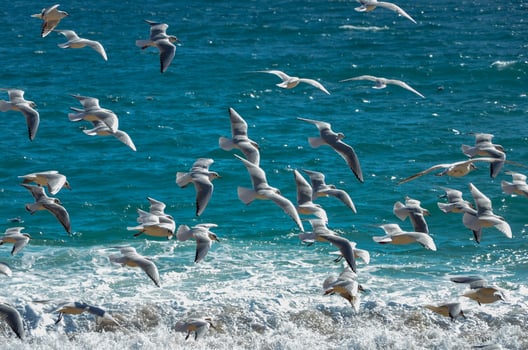 Flock of seagulls on the sea beach photo