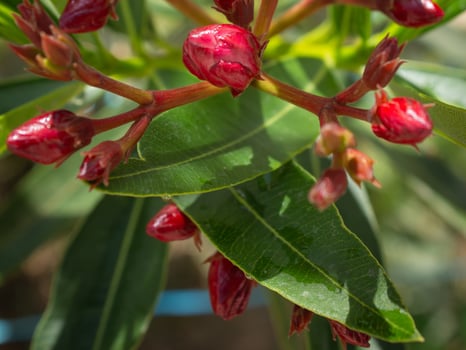 A red flower is about to bloom in the garden, purifying the air photo