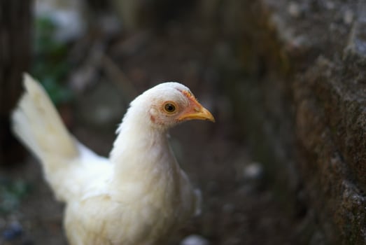 white chicken in the farm with copy space area photo