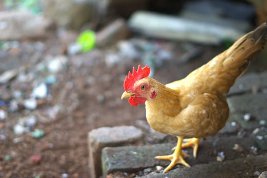 brown chicken in farm, poultry and agriculture with copy space area photo