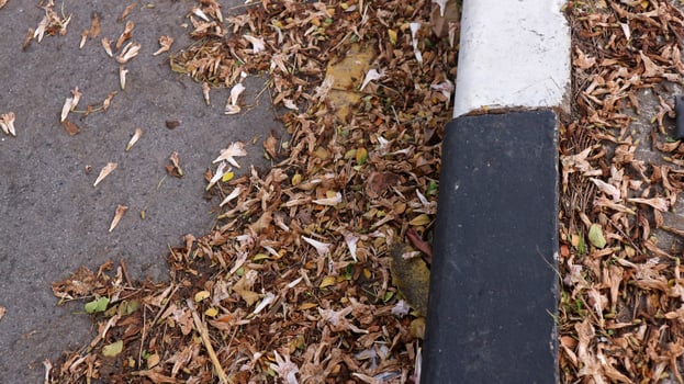 background of fallen leaves on the asphalt in the city photo
