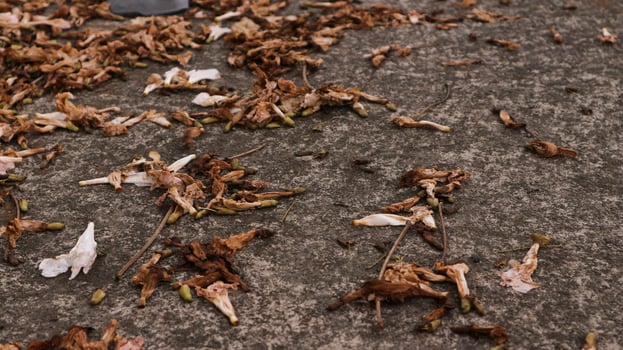 background of fallen leaves on the asphalt in the city photo