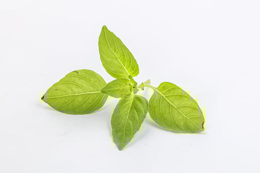 Raw green basil leaves seasoning photo