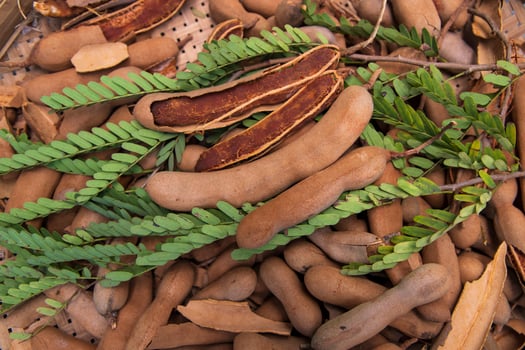 Closeup Focus Some Ripe Tamarind Fruits with Green Leaves photo