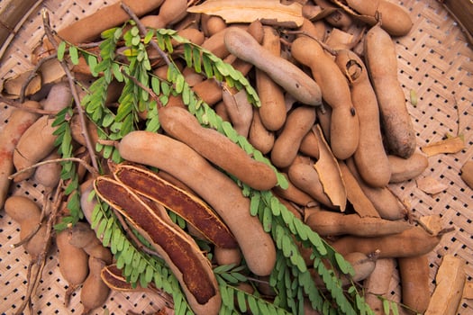 Closeup Focus Some Ripe Tamarind Fruits with Green Leaves photo