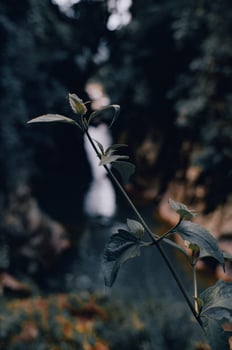 background of wild plant leaves photo