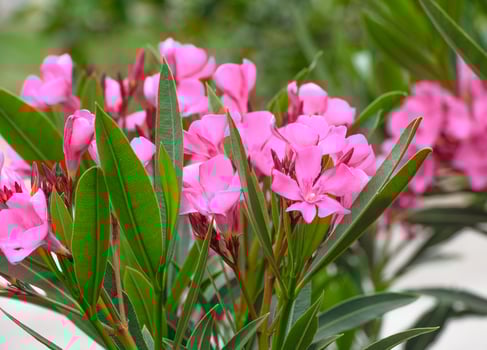 Blooming pink oleander flowers in the garden. Pink oleander nerium is an ornamental shrub. 1 photo