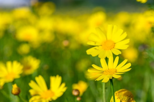 Yellow chamomile flowers on a dark green garden background 1 photo