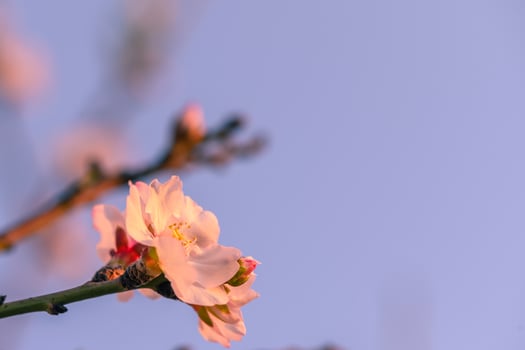 Extreme close-up of pink almond blossoms against blue sky - selective focus 10 photo
