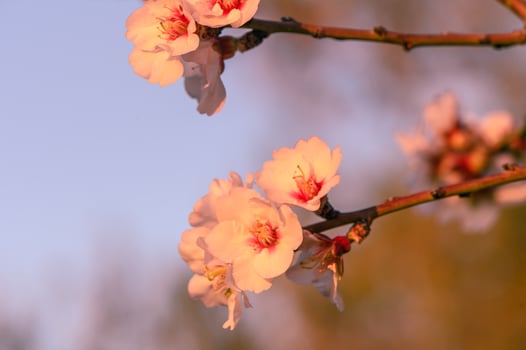 Extreme close-up of pink almond blossoms against blue sky - selective focus 6 photo