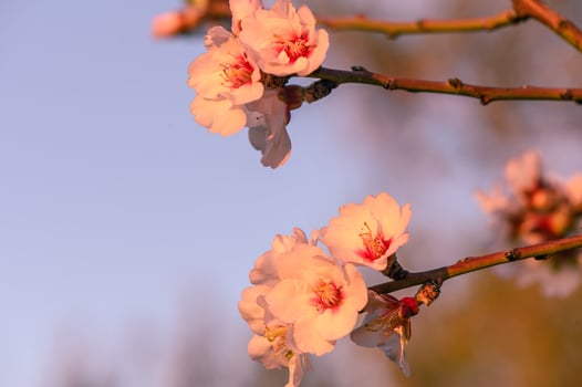 Extreme close-up of pink almond blossoms against blue sky - selective focus 7 photo
