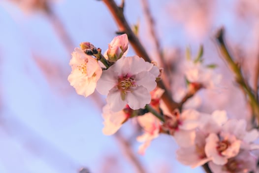 Extreme close-up of pink almond blossoms against blue sky - selective focus 14 photo