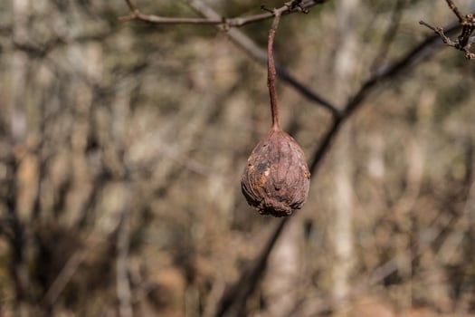 Carolina sweetshrub seed pod photo