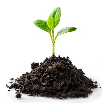 young plant growing from soil on white background photo