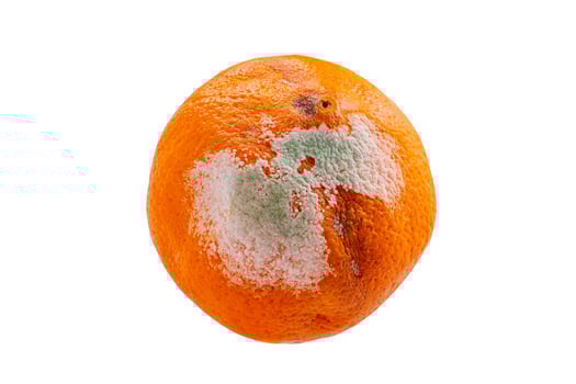 Moldy or rotten orange fruit photo