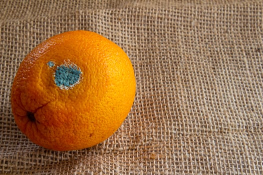 Moldy or rotten orange fruit photo