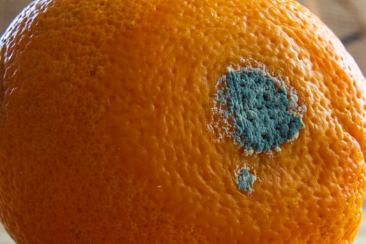 Moldy or rotten orange fruit photo