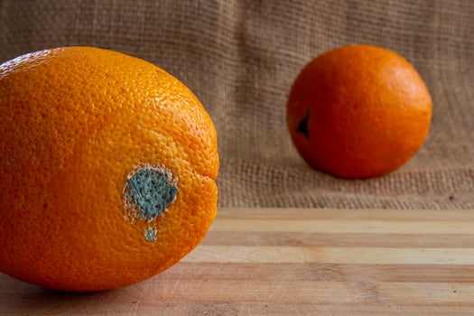 Moldy or rotten orange fruit photo